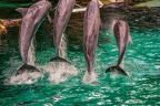0611-bottlenose dolphin - dolphin show