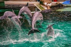 0613-bottlenose dolphin - dolphin show