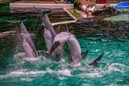 0614-bottlenose dolphin - dolphin show