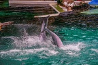 0615-bottlenose dolphin - dolphin show