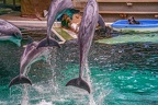 0616-bottlenose dolphin - dolphin show