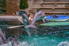 0618-bottlenose dolphin - dolphin show