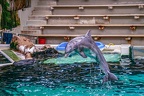 0624-bottlenose dolphin - dolphin show