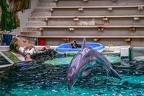 0625-bottlenose dolphin - dolphin show