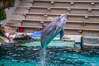 0626-bottlenose dolphin - dolphin show