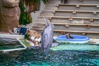 0632-bottlenose dolphin - dolphin show