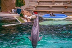 0633-bottlenose dolphin - dolphin show