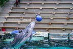0636-bottlenose dolphin - dolphin show