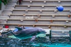 0637-bottlenose dolphin - dolphin show
