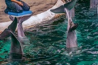 0638-bottlenose dolphin - dolphin show