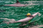 0642-bottlenose dolphin - dolphin show