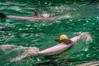 0643-bottlenose dolphin - dolphin show
