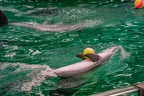 0644-bottlenose dolphin - dolphin show