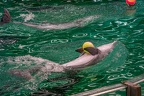 0645-bottlenose dolphin - dolphin show