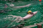 0646-bottlenose dolphin - dolphin show