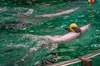 0647-bottlenose dolphin - dolphin show