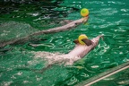 0649-bottlenose dolphin - dolphin show