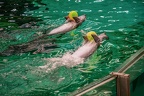 0650-bottlenose dolphin - dolphin show