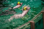 0651-bottlenose dolphin - dolphin show