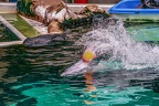 0664-bottlenose dolphin - dolphin show