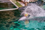 0665-bottlenose dolphin - dolphin show