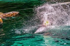 0668-bottlenose dolphin - dolphin show