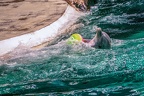 0674-bottlenose dolphin - dolphin show