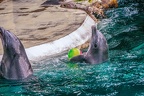 0675-bottlenose dolphin - dolphin show