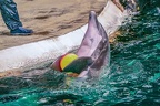 0678-bottlenose dolphin - dolphin show