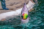 0679-bottlenose dolphin - dolphin show