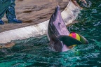 0680-bottlenose dolphin - dolphin show