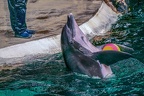 0681-bottlenose dolphin - dolphin show