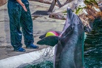 0685-bottlenose dolphin - dolphin show