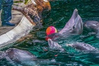 0691-bottlenose dolphin - dolphin show