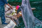 0695-bottlenose dolphin - dolphin show