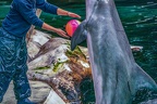0696-bottlenose dolphin - dolphin show