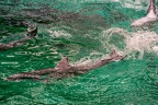 0697-bottlenose dolphin - dolphin show