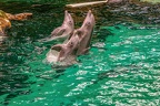 0699-bottlenose dolphin - dolphin show
