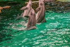 0700-bottlenose dolphin - dolphin show