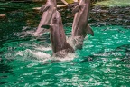 0701-bottlenose dolphin - dolphin show