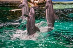 0702-bottlenose dolphin - dolphin show