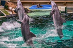 0703-bottlenose dolphin - dolphin show