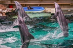 0704-bottlenose dolphin - dolphin show