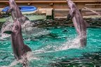 0705-bottlenose dolphin - dolphin show