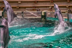 0706-bottlenose dolphin - dolphin show