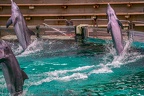 0707-bottlenose dolphin - dolphin show