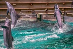 0708-bottlenose dolphin - dolphin show