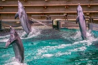 0709-bottlenose dolphin - dolphin show