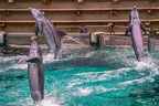 0710-bottlenose dolphin - dolphin show