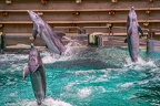 0711-bottlenose dolphin - dolphin show